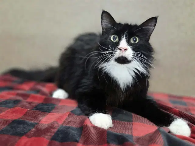 Ernesto - Domestic Long Hair
