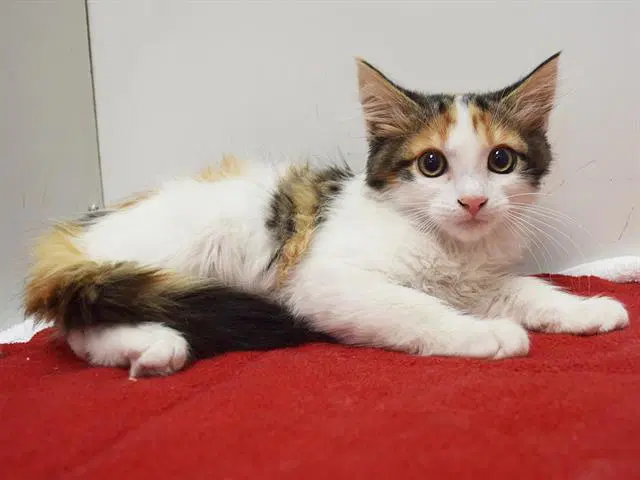 Pumpkin Spice - Domestic Short Hair