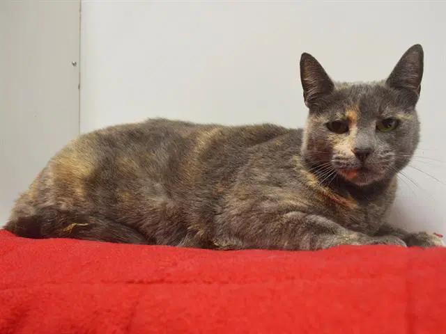 Venus - Domestic Short Hair