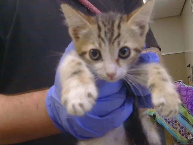 Teena - Domestic Short Hair