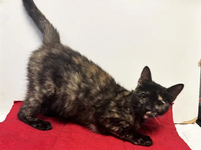 Freckles - Domestic Medium Hair