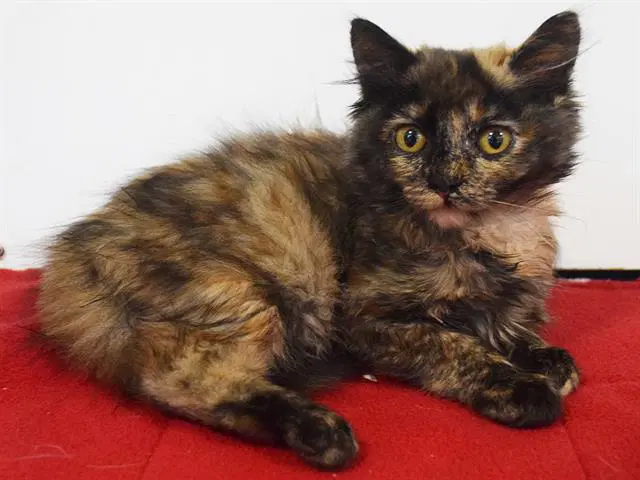 Nala - Domestic Medium Hair