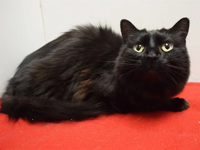 Snowball - Domestic Short Hair