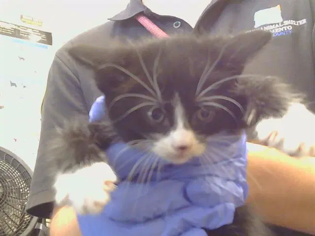 Unknown - Domestic Short Hair