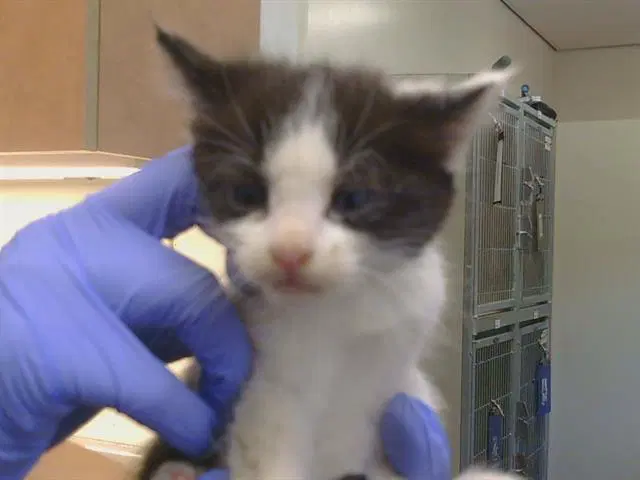 Gumdrop - Domestic Short Hair