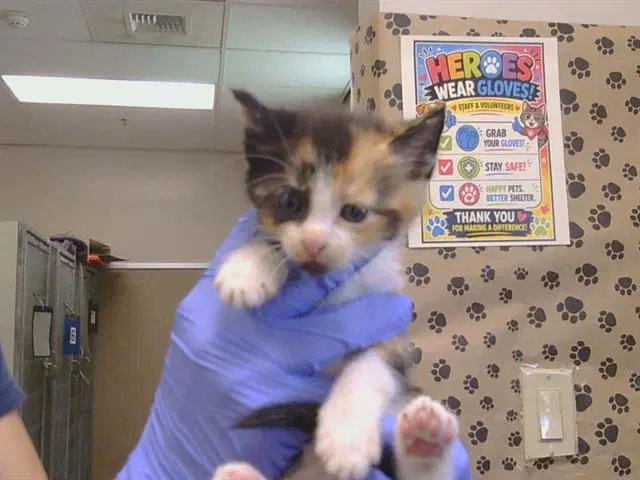 Jelly Baby - Domestic Short Hair