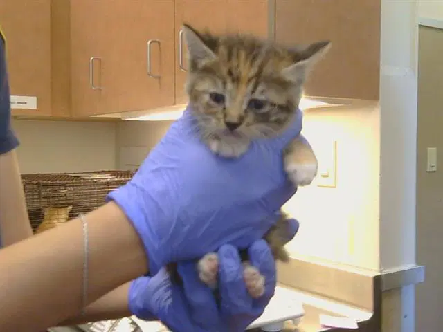 Starburst - Domestic Short Hair