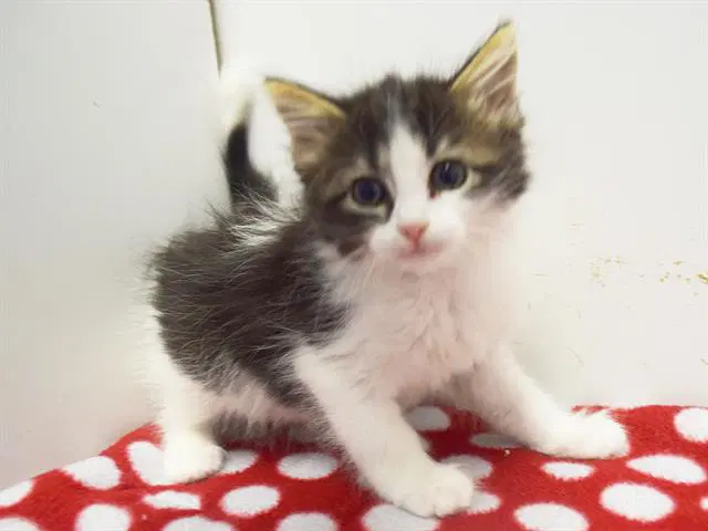 Mercedez - Domestic Long Hair