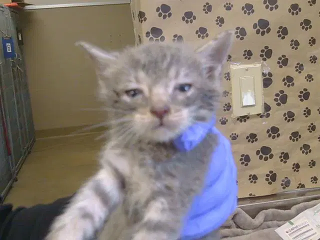 Unknown - Domestic Short Hair