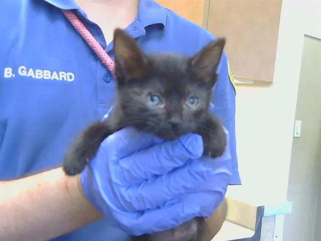 Unknown - Domestic Short Hair