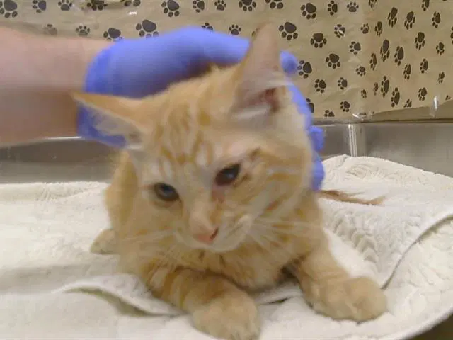 Unknown - Domestic Short Hair