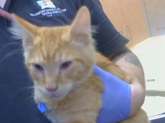 Unknown - Domestic Short Hair