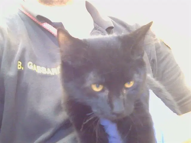 Unknown - Domestic Short Hair