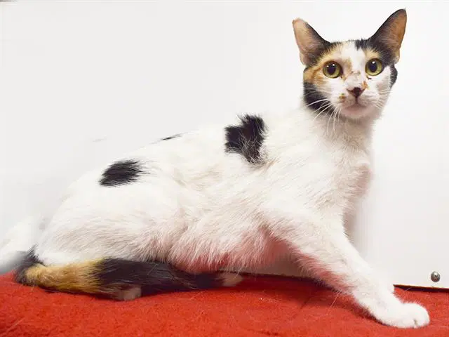 Noelle - Domestic Short Hair