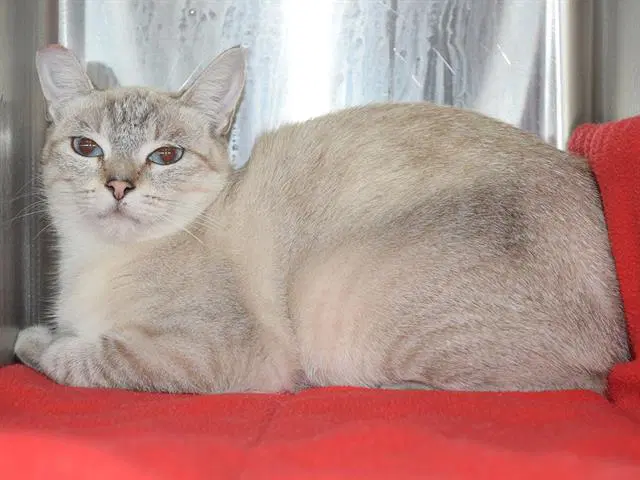 Desi Garden Cat - Siamese