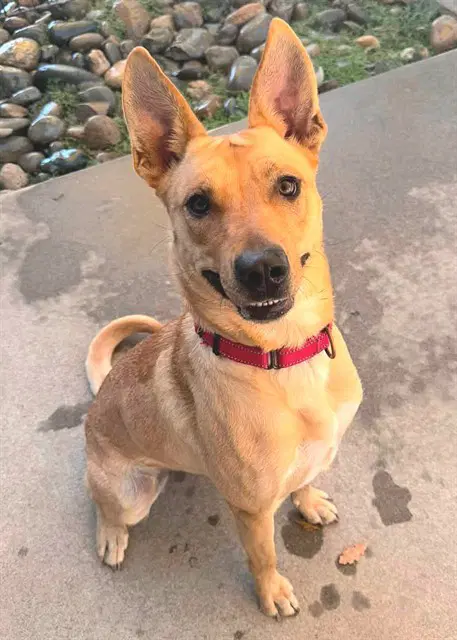 Gumball - Carolina Dog