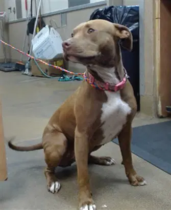 Suki - Pit Bull Terrier