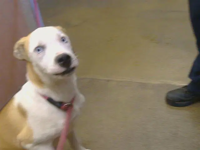 Theodore - Pit Bull Terrier