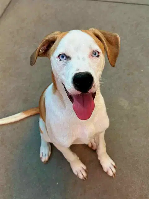 Theodore - Pit Bull Terrier