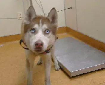 Boris Karloff - Siberian Husky