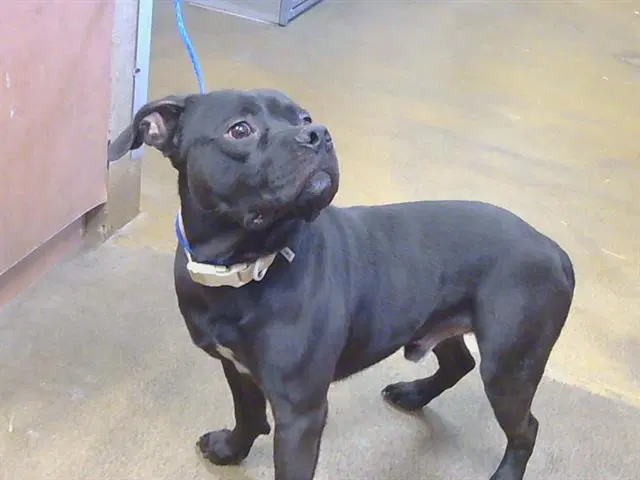 Bruce Campbell - Pit Bull Terrier