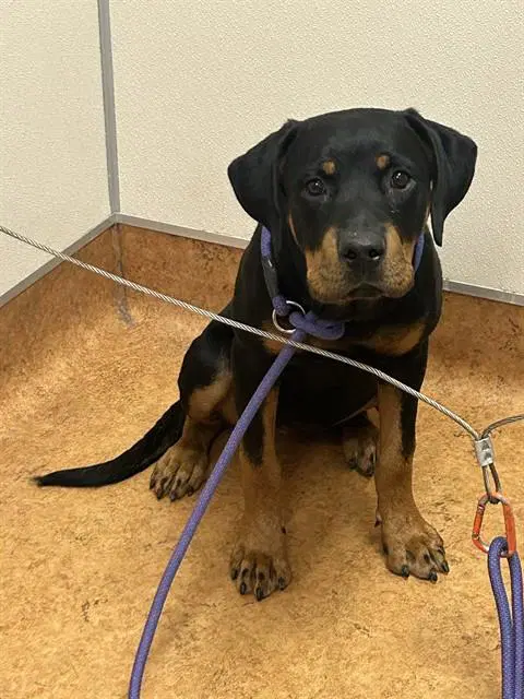 Bella - Rottweiler