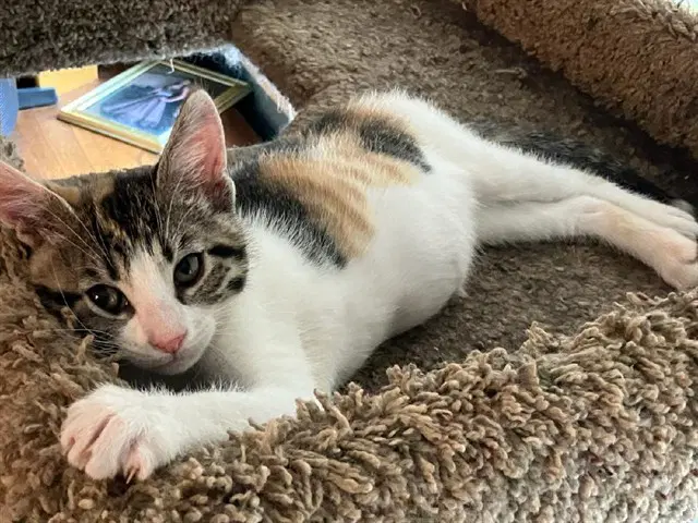 Jane Austen - Domestic Short Hair