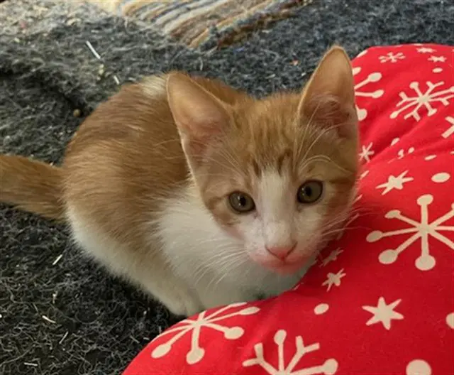 Geoffrey - Domestic Short Hair