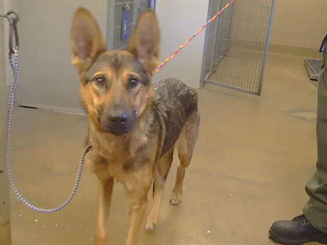 Emilia - German Shepherd Dog