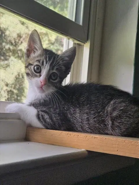 Katara - Domestic Short Hair