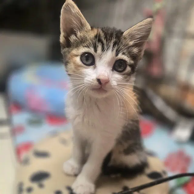 Fallon - Domestic Short Hair