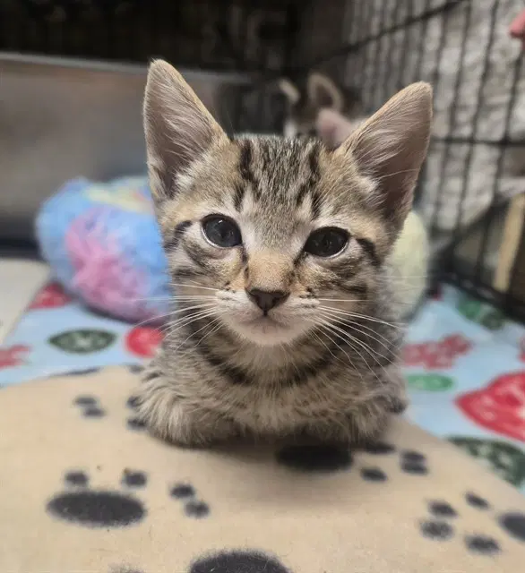 Momo - Domestic Short Hair
