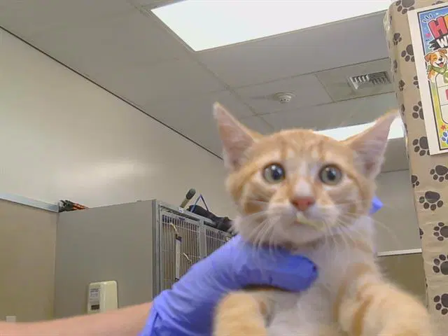 Unknown - Domestic Short Hair