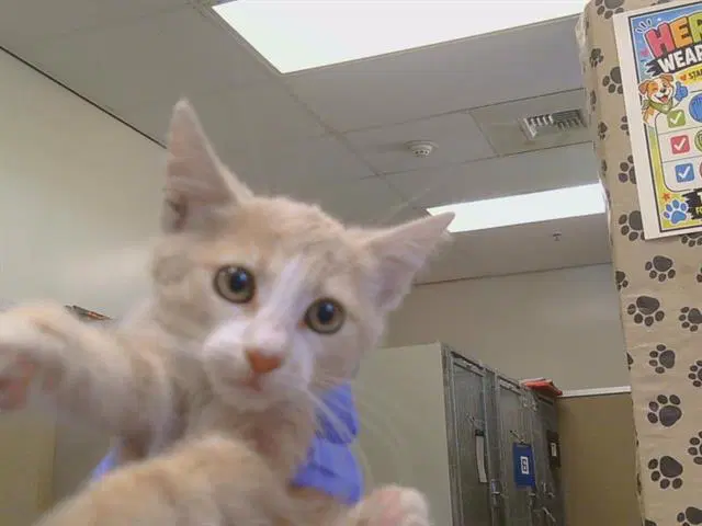 Unknown - Domestic Short Hair