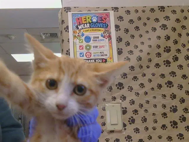 Unknown - Domestic Short Hair
