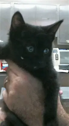 Sola - Domestic Short Hair