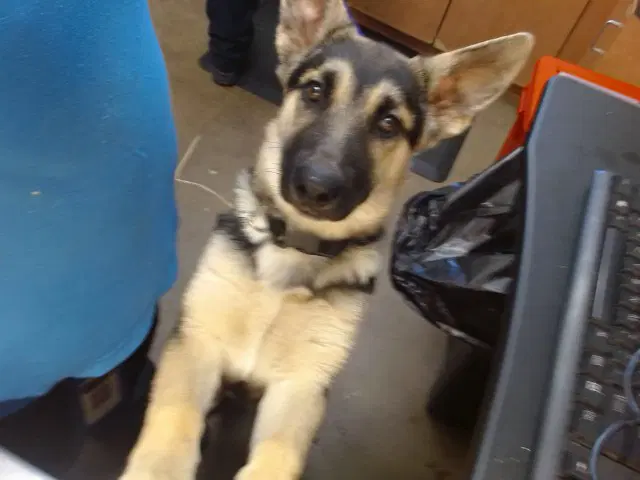 Zorro - German Shepherd Dog