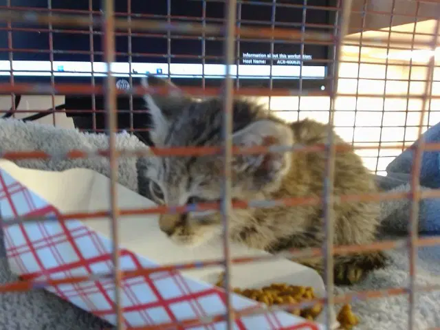 Olivia - Domestic Short Hair
