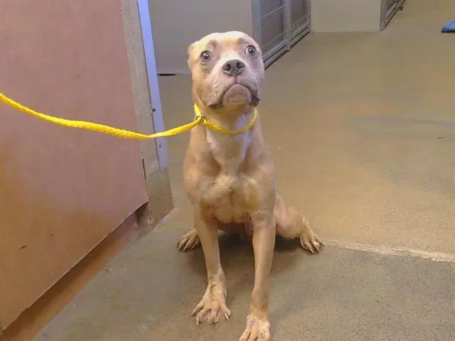 Kangaroo - Pit Bull Terrier