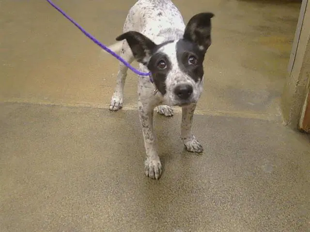 Unknown - Australian Cattle Dog/Blue Heeler