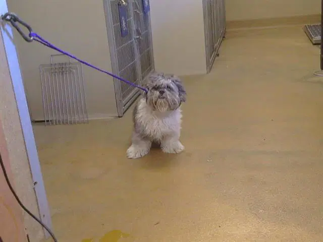 Cash - Shih Tzu