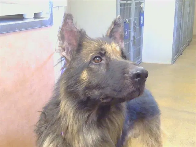 Rubues Hagrid - German Shepherd Dog