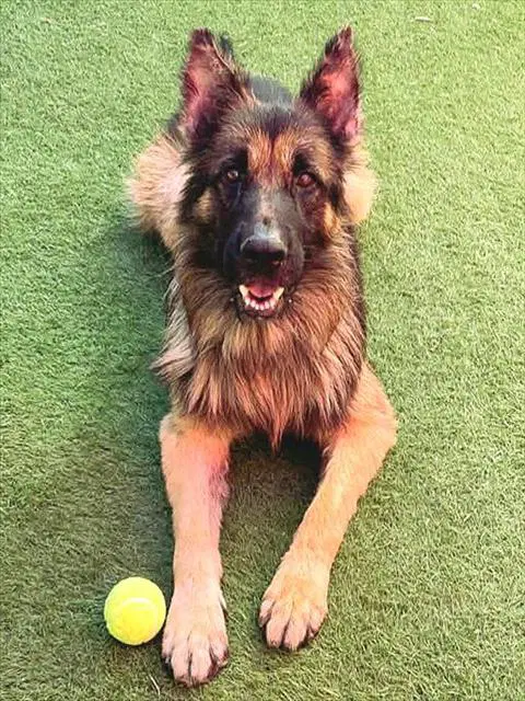 Rubues Hagrid - German Shepherd Dog
