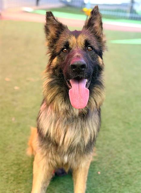 *RUBUES HAGRID, a dog for adoption from Sacramento County Animal Care and Regulation