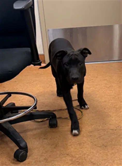 Riddler - Pit Bull Terrier