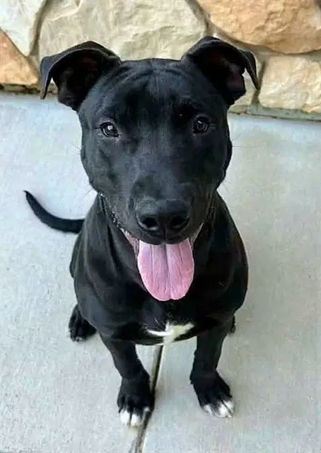 Riddler - Pit Bull Terrier