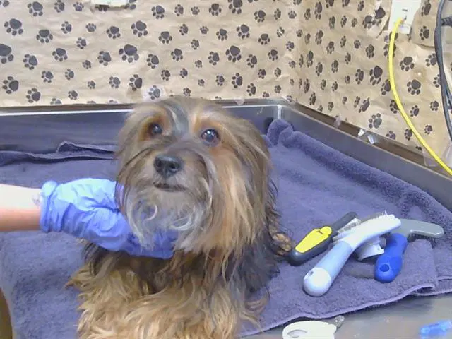 Johnson - Silky Terrier