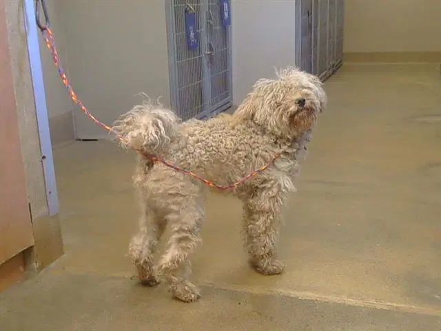 Fritz - Poodle (Miniature)