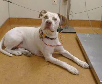Apollo - Pit Bull Terrier