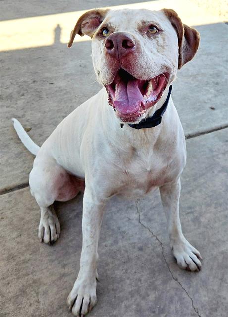 APOLLO, a dog for adoption from Sacramento County Animal Care and Regulation